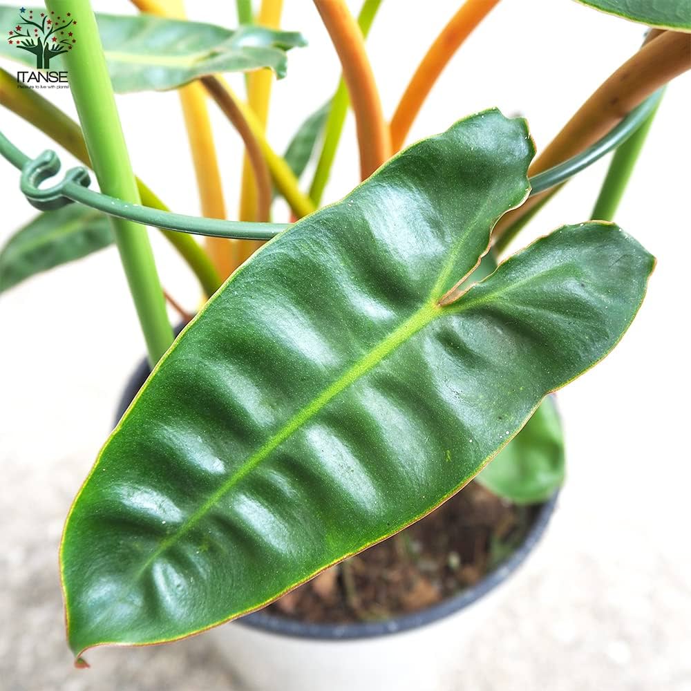 大きめ★　フィロデンドロン　ビレッタエ フィロデンドロン ビレッタエ 3.5号 ｜芳樹園オンラインショップ